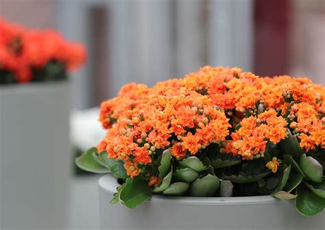 Top 5 Colorful Indoor Plants To Brighten Up Your Space Greener On The