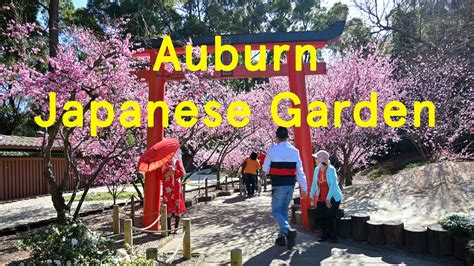 Cherry Blossom Auburn Japanese Garden Sydney New South Wales