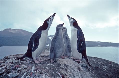 Covered In Ash Chinstrap Penguins Threatened By Volcanic Eruption
