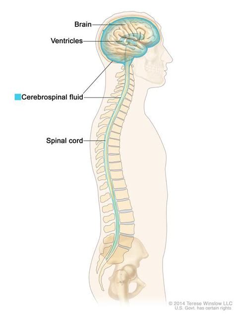 Drawing Shows Cerebrospinal Fluid Csf In The Brain And Spinal Cord