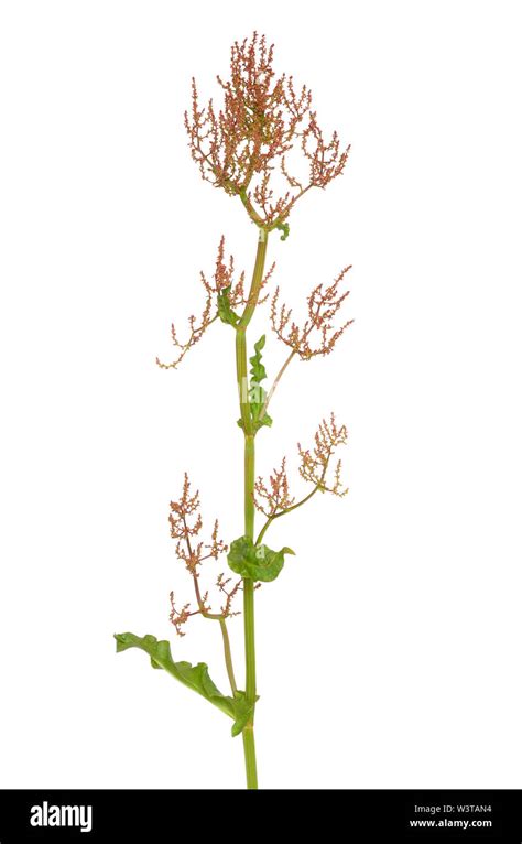Common Sorrel Rumex Acetosa Flower Isolated On White Background Stock