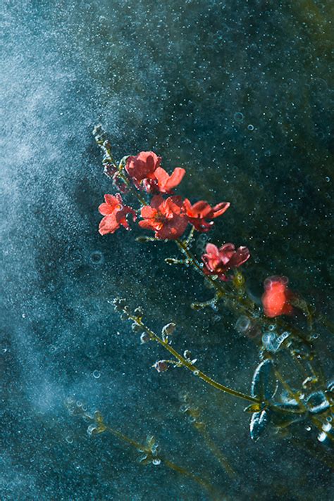 Dreamy And Surreal Nature Photography By Magdalena Wasiczek