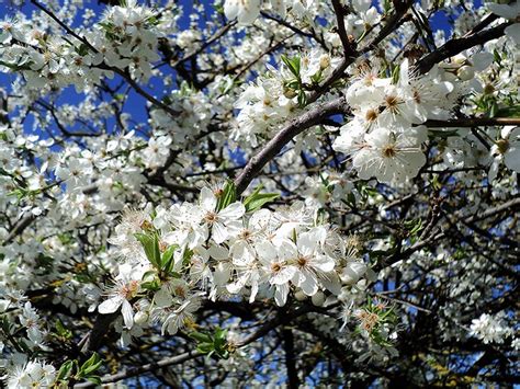 Magnolia 'royal star' grows as wide as it is tall pink flowering dogwood is the smaller more upright form of dogwood displaying large pink flowers before leafing out in early spring followed by small. Trees with white flowers, in the spring | Flickr - Photo ...