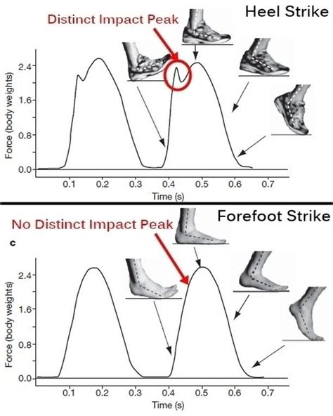Impact Transient The Jamming Impact Of The Heel Strike Causes A Rapid