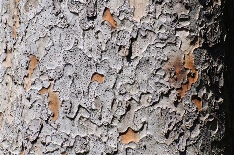 Bark Of Chinese Elm Stock Image Image Of Rind Split 128887871