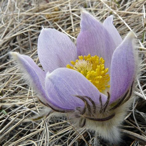 56 Best Flowers Wild Crocus Images On Pinterest Beautiful Flowers
