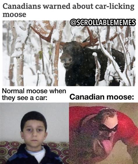 Canadians Warned About Car Licking Moose Normal Moose When They See A Car Canadian Moose Ifunny