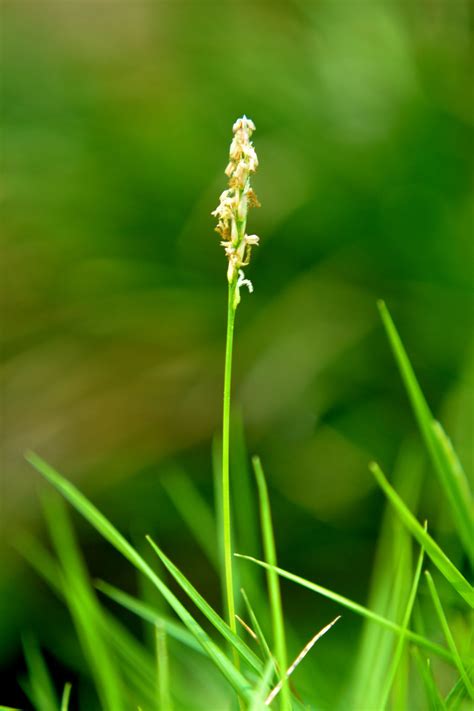 Filezoysia Grass Flower Wikimedia Commons