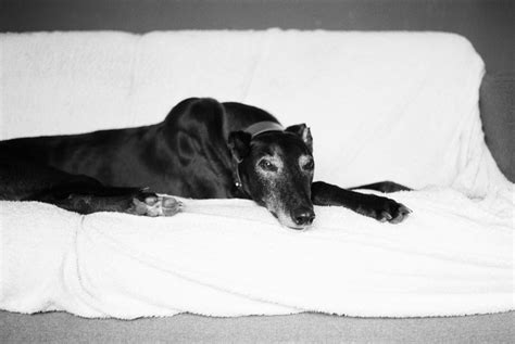 Why Do Greyhounds Whine