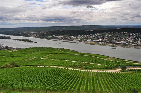 Vineyards Of Rudesheim Overlooking Rhine River Photograph By Senthil