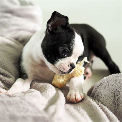 The boston terrier is an intelligent, affectionate, & playful dog that makes a great addition to a family. Boston Terrier Puppies For Sale & Breeders In California