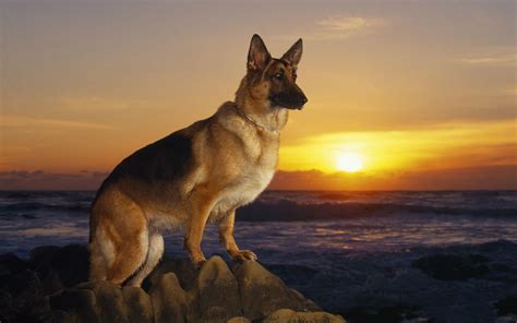 Dog German Shepherd Wallpapers 73 Images