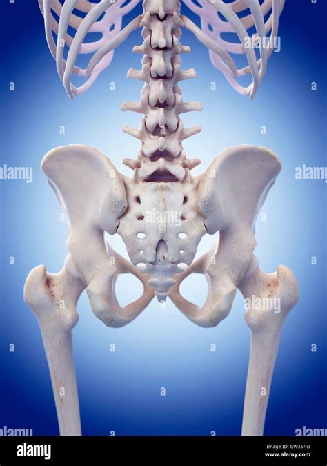 Pelvic Bones High Resolution Stock Photography And Images Alamy