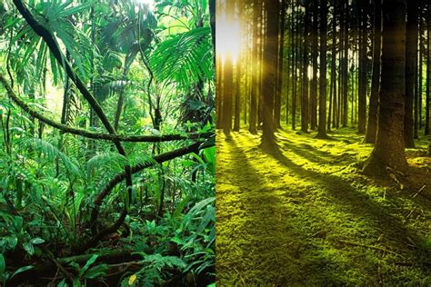 Diferencia Entre Selva Y Bosque Que Diferencia