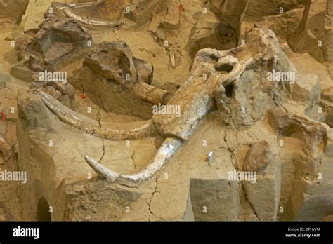 Columbian Mammoth Fossil Mammuthus Columbi Skull And Tusks South