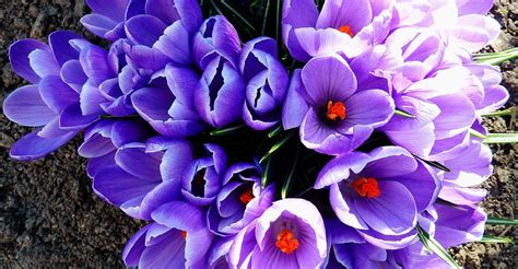 Anlage April Blumen · Kostenloses Foto Auf Pixabay