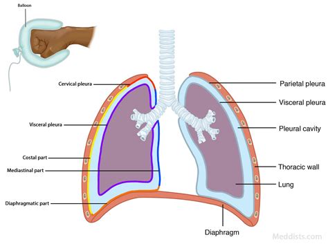 Anatomy Of The Thorax → Pleura Meddists