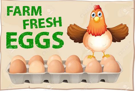 Farm Fresh Eggs Poster With Chicken Royalty Free Cliparts Vectors