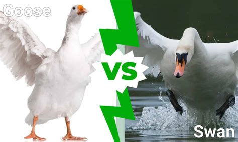 Goose Vs Swan 4 Key Differences Explained A Z Animals
