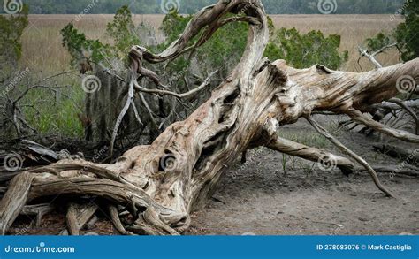 Fallen Tree With Considerable Erosion Resembling Driftwood Coastal