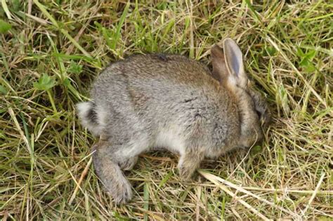 6 Signs To Tell If Baby Rabbits Are Dead And What To Do