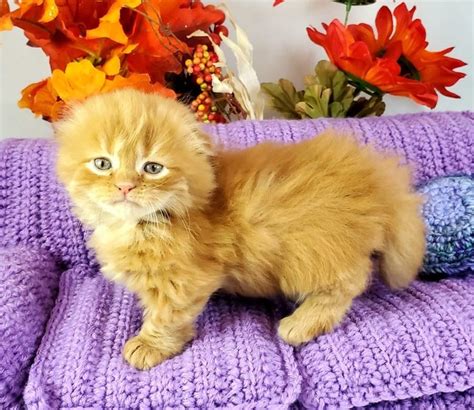 Munchkin Kittens For Sale Available Kittens In 2021 Munchkin