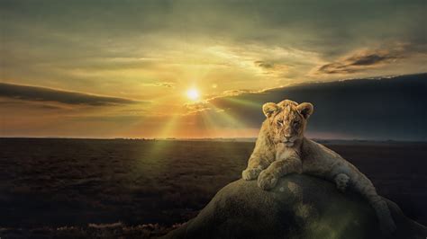 Cub Lion Is Sitting On Stone With Sunset Background Hd