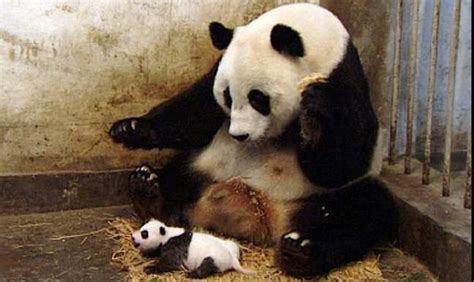 Viral Sneezing Baby Panda Clip To Become Mockumentary Panda Baby