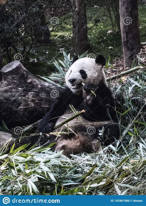 Giant Panda Bear Eating Bamboo Stock Photo Image Of Living Black