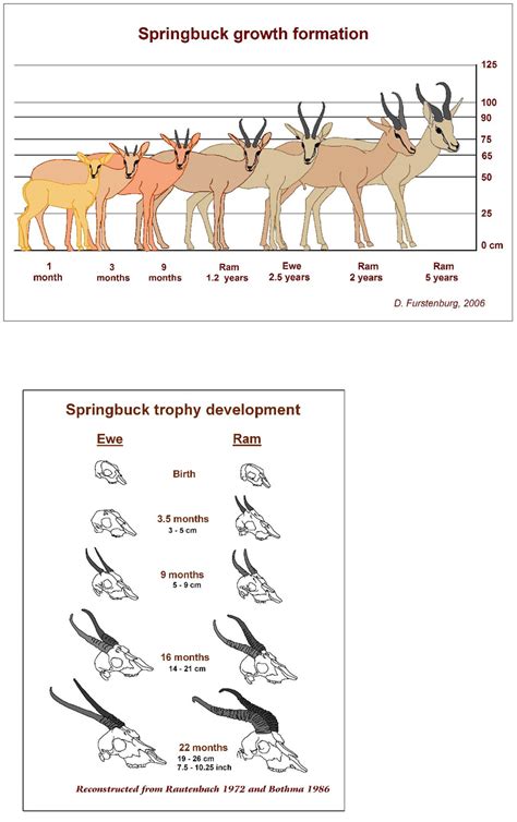 Llustration Springbok Horn Growth Download Scientific Diagram