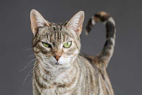 Ancient Egyptian Tall Skinny Cat Breeds Pets Lovers