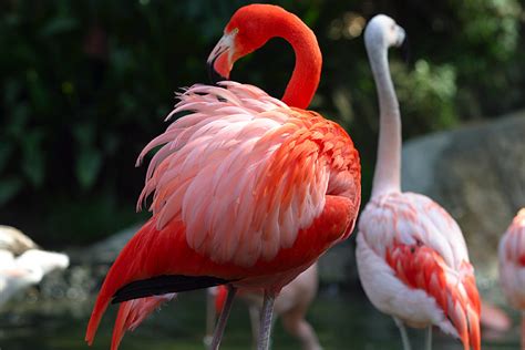 Top 10 Most Rare Rainforest Birds