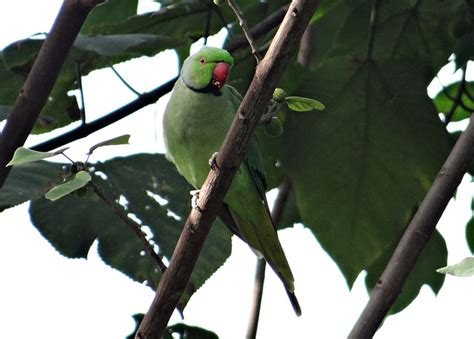 Invasive Non Native Species Uk Ring Necked Parakeet Inside Ecology