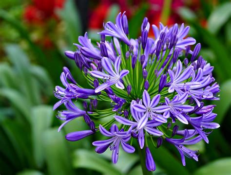 African Lily Flowers Plant Free Photo On Pixabay Pixabay