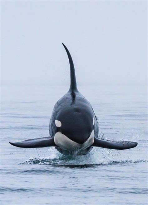 Transient Killer Whale Facts — Seadoc Society