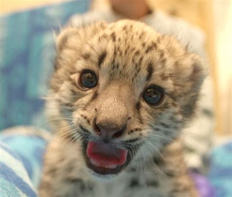 Tulsa Zoo Welcomes A Snow Leopard Cub Zooborns
