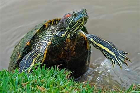 The Red Eared Slider Trachemys Scripta Elegans Focal World