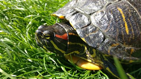 How To Care For Red Eared Slider Turtles Care Sheet And Guide 2023 Pet