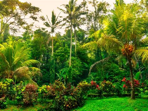 Growing An Exotic Jungle Garden How To Create A Jungle Garden