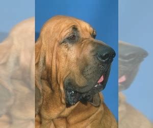 Click here to view rescue me's bulldog blog. Bloodhound Dogs for Adoption in USA