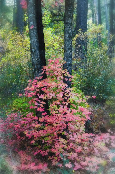Autumns Calling Photograph By Saija Lehtonen Fine Art America