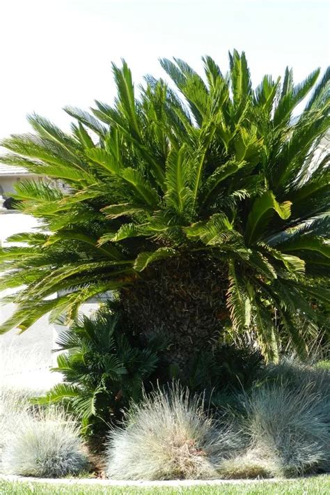 How To Care For A Sago Palm And Why They Are So Difficult In 2021