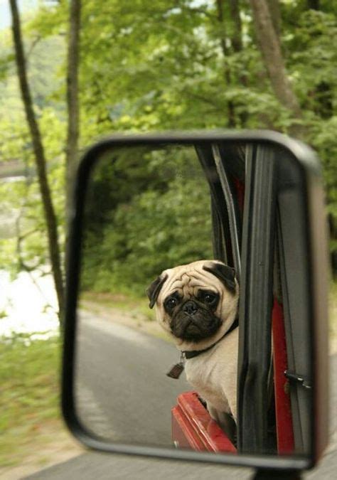 Travel Pug Next Time He Should Wear His Doggles Pugs Pugs