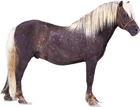 Shetland Pony Breed Of Horse Britannica