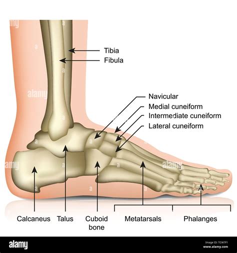 Bones Of The Foot And Ankle Medial View With Labels A