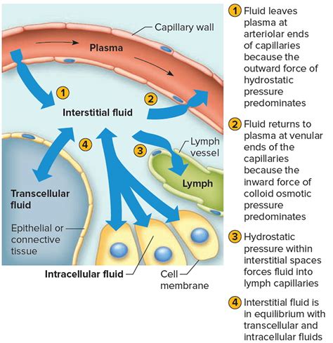 Two Major Body Fluid Compartments Parluli