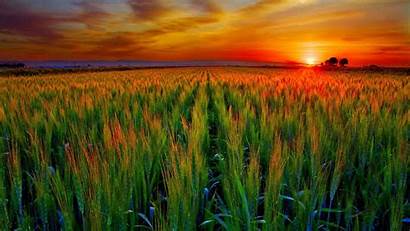 Sunset Field Wheat Nature Farm Agriculture Wallpapers