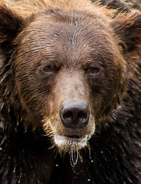 Grizzly Bear Credit Christopher Martin Photography North American