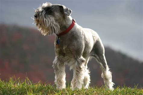Standard (flag), a type of flag used for personal identification. Standard Schnauzer - Dog Breed Standards