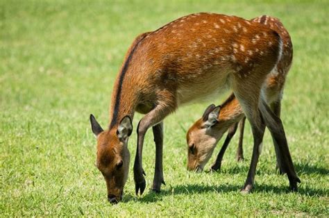 Sika Deer Facts Habitat Diet Pictures